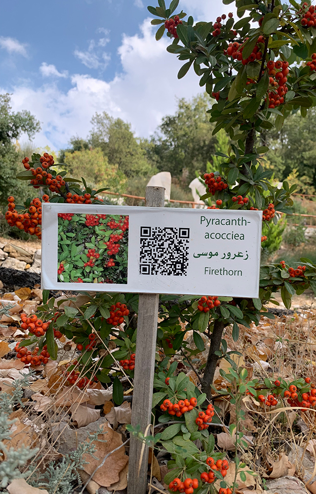Plant name with its QR code.