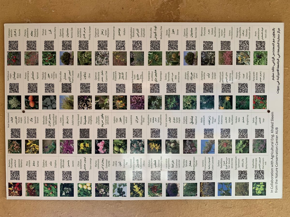 Names of the plants